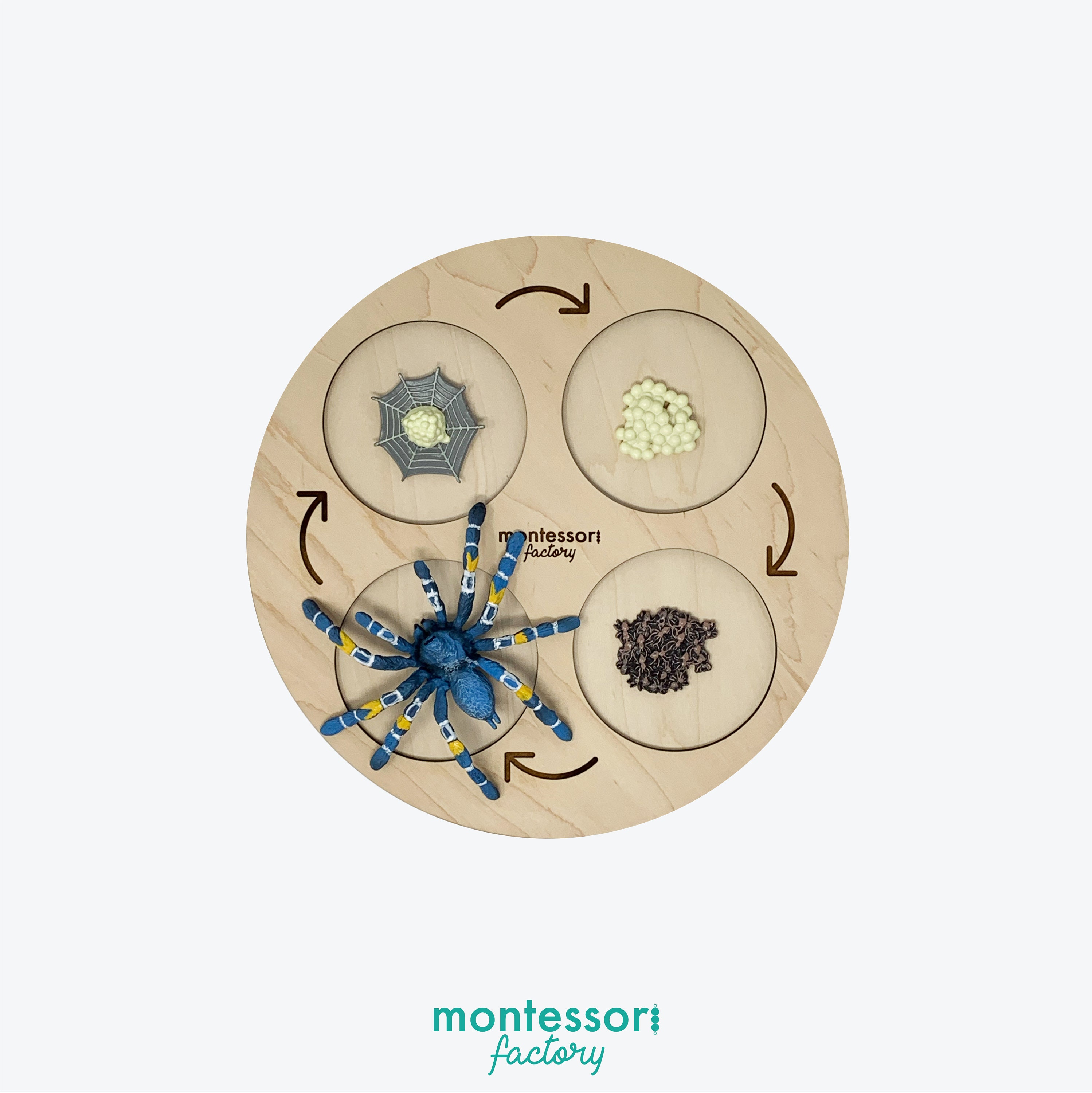 Katutude Giocattolo Ciclo Di Vita Insetti - Kit Vassoio In Legno Con Modelli Montessori Per Bambini 3-6 Anni (Coccinella, Ape, Grillo, Ecc.) - 2