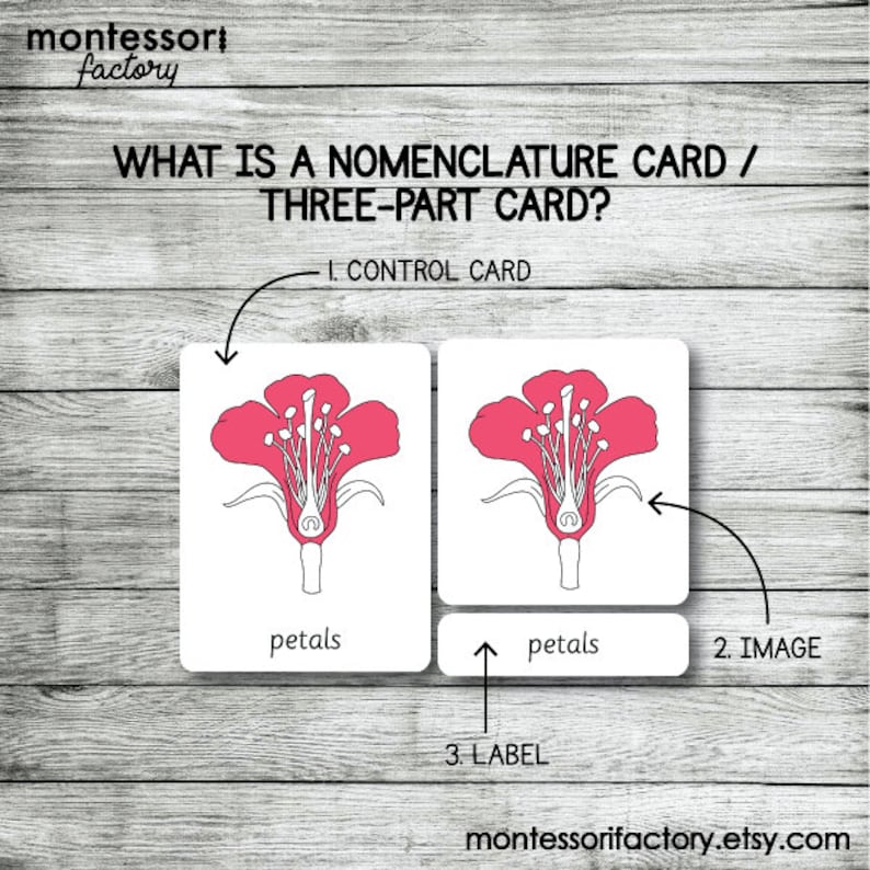 Parts of a Flower Montessori Nomenclature Cards (editable PDF) - Etsy