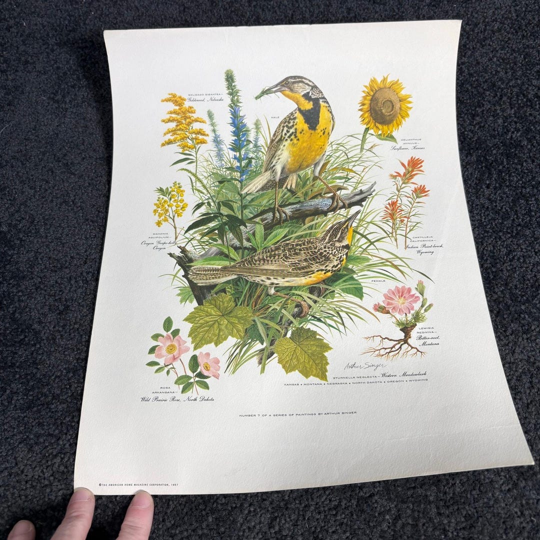 Arthur Singer Portfolio of Bird Prints #7 Western Meadowlark - Vintage ...