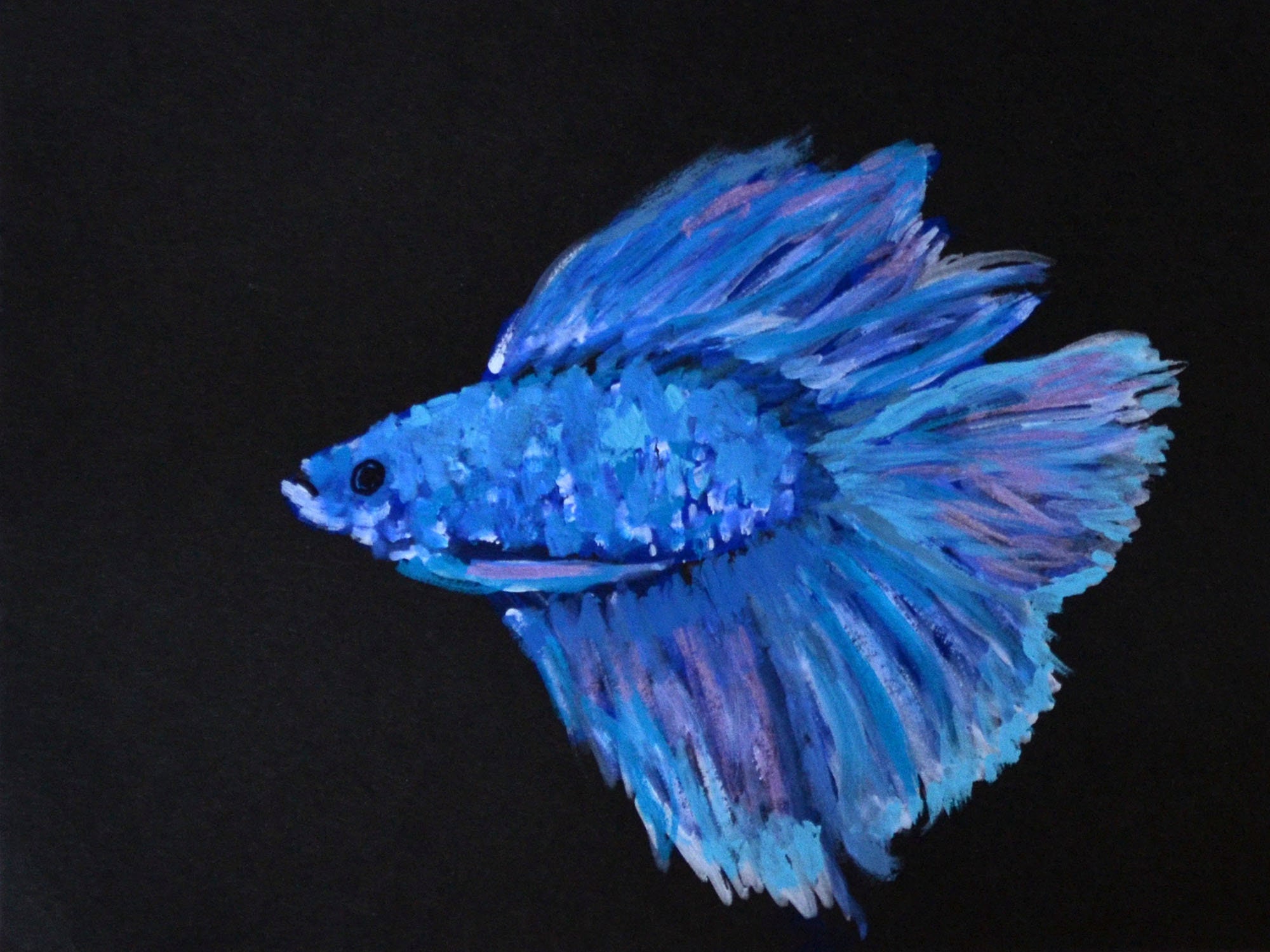 japanese betta fish