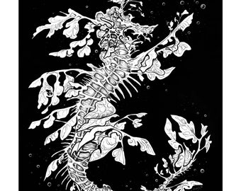 13x19 Leafy Sea Dragon Fine Art Print