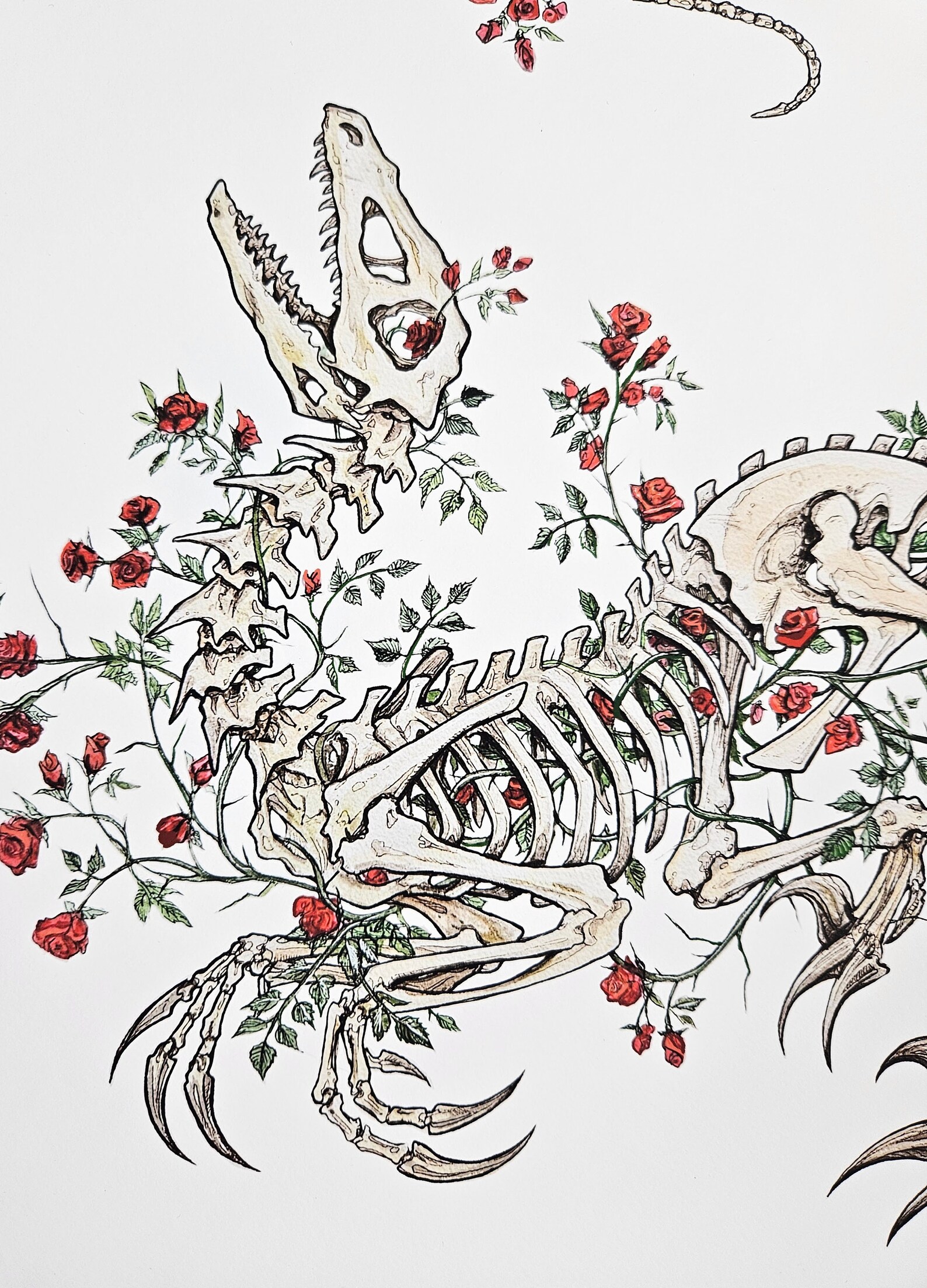 Velociraptor Red Rose Skeleton 13x19 Fine Art Print - Etsy