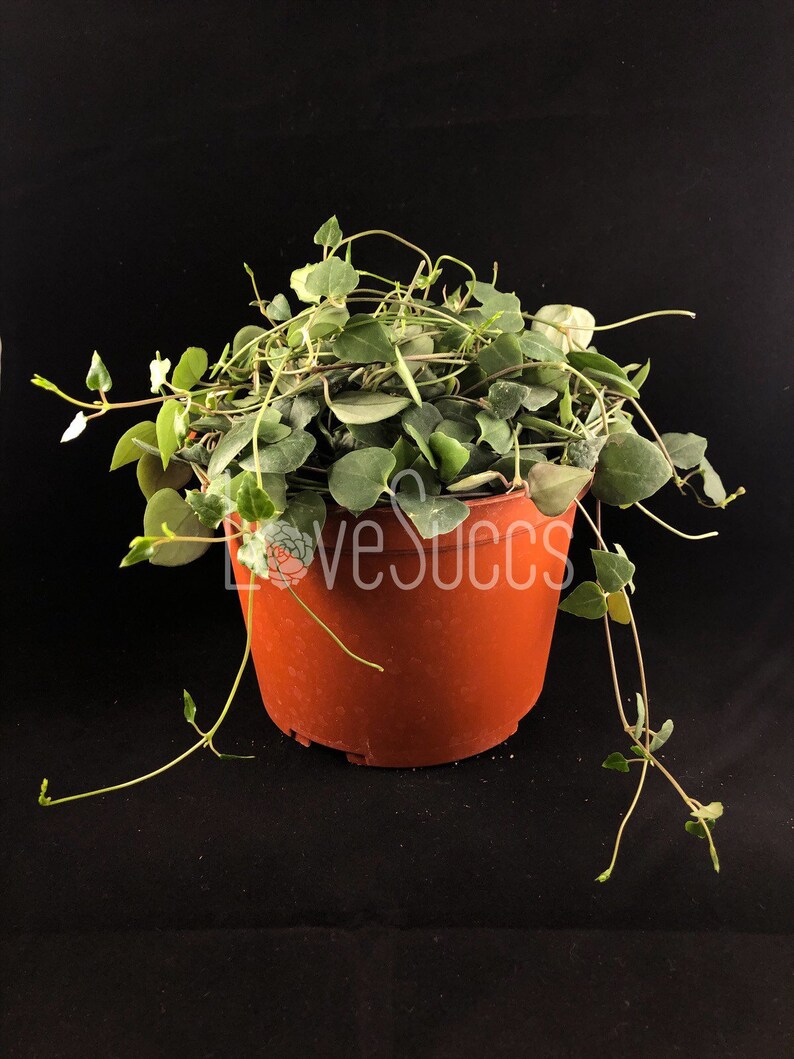 Rare Ceropegia Woodii Orange River String Of Hearts Etsy