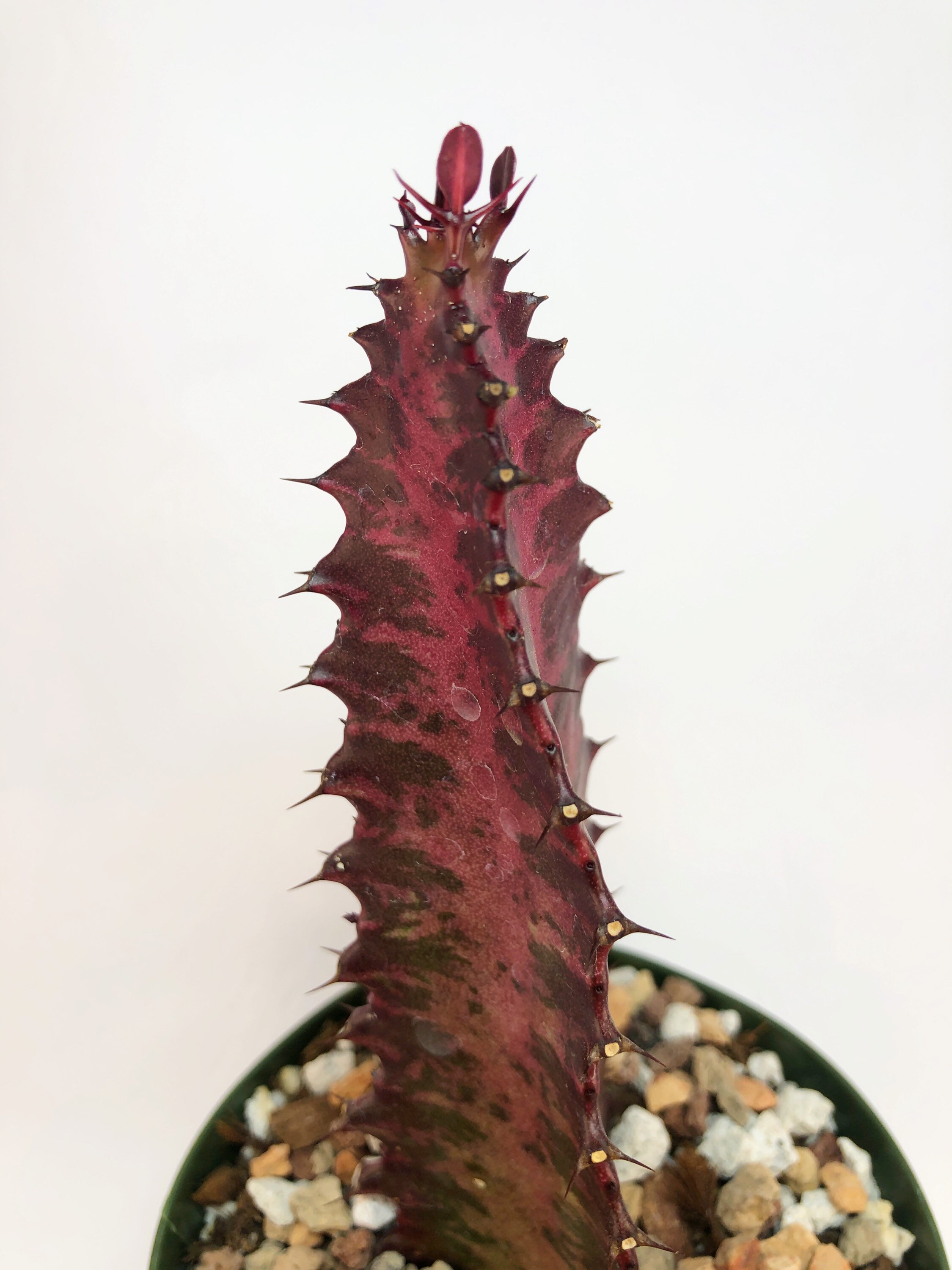 Euphorbia trigona ‘Rubra’