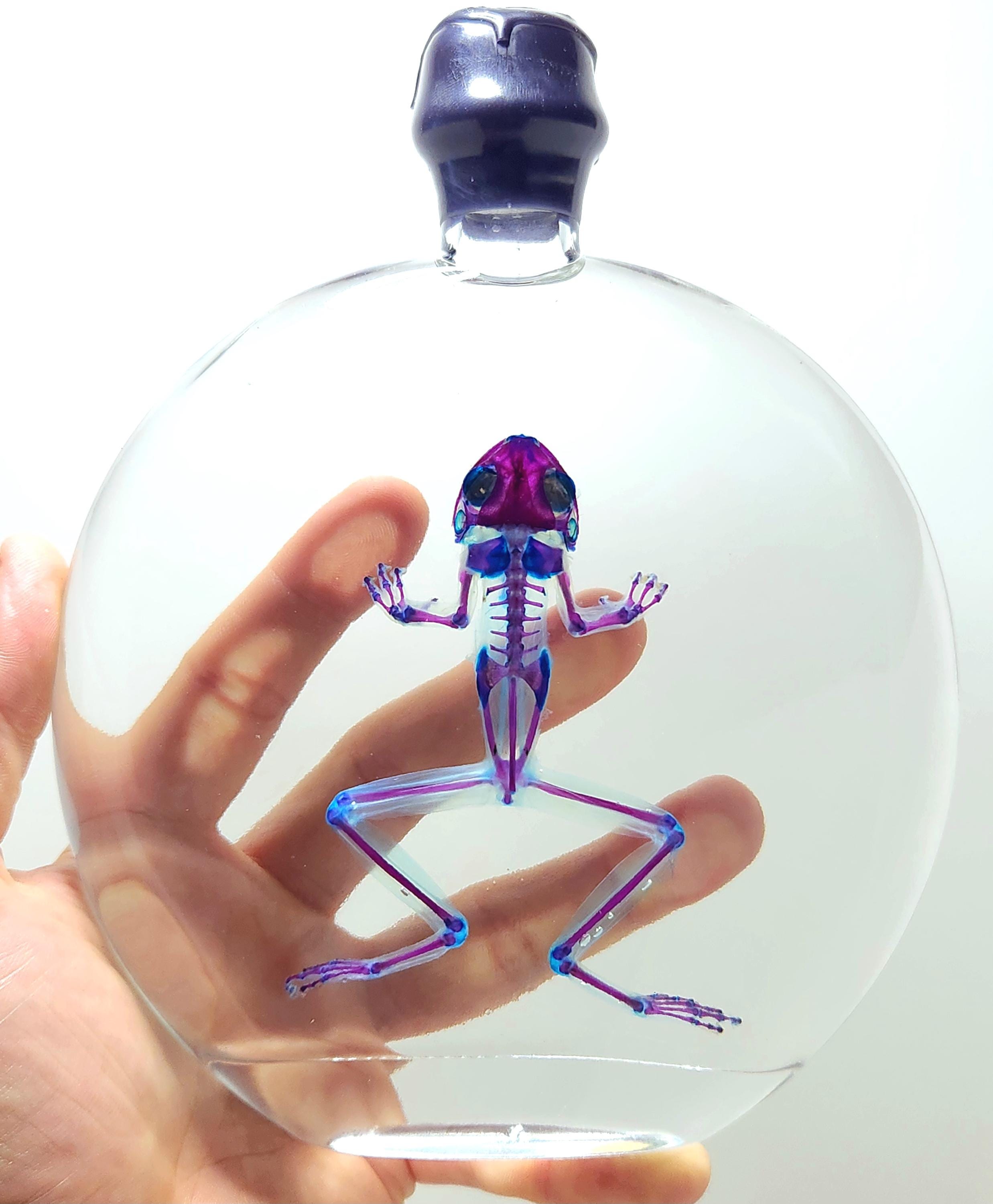 Diaphonized Frog ~ - Etsy