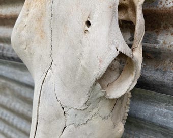Authentic Cow Skull Real Bone Wall Hanging | Western Farmhouse Rustic Decor