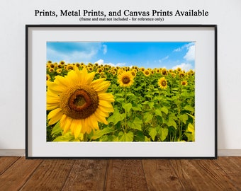 Beautiful Sunflower field - prints, metal prints, canvas