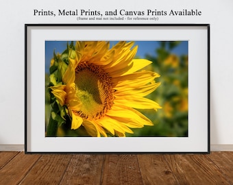 Beautiful Sunflower in the field - prints, metal prints, canvas