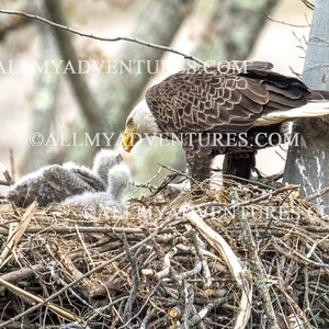 Eagle Feeding Eaglets #2 -  Metal Prints