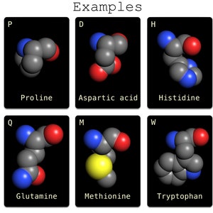 May include: Examples of different amino acid structures, including proline, aspartic acid, histidine, glutamine, methionine, and tryptophan. Each structure is represented by a 3D model with different colored spheres.