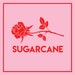 Sugarcane