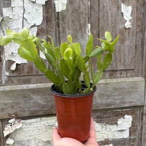 LARGE True Christmas Cactus. Schlumbergera Buckleyi/Bridgesii. Pink Flowering. 5.5" pot or cuttings