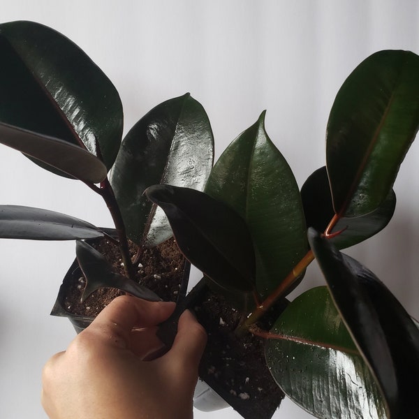 Rubber Plant Live Etsy