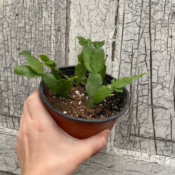 LARGE True Christmas Cactus. Schlumbergera Buckleyi/Bridgesii. Pink Flowering. 5.5" pot or cuttings