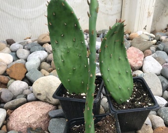 Opuntia Cactus Etsy
