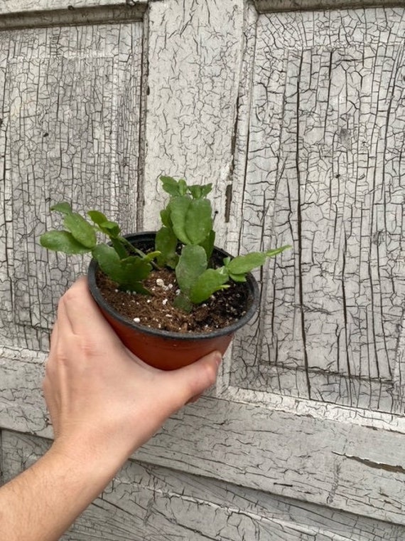 LARGE True Christmas Cactus. Schlumbergera Buckleyi/bridgesii. Pink  Flowering. 5.5" Pot or Cuttings - Etsy