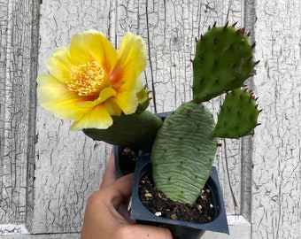 Native Eastern Prickly Pear. Opuntia humifusa. Flowering Cacti/Cactus. Hardy to -20f/-28c. Yellow Flower.