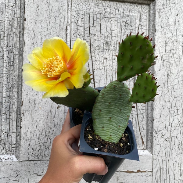 Heimischer östlicher Feigenkaktus. Opuntia humifusa. Blühender Kaktus. Winterhart bis -20f/-28c. Gelbe Blume.