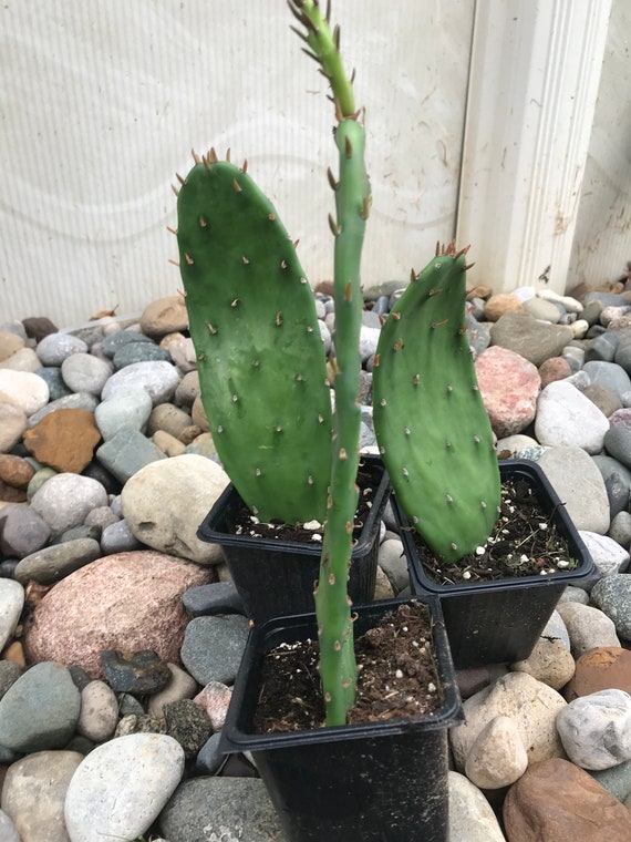 FREEZE HARDY Prickly Pear Flowering Cacti/Cactus. Opuntia Etsy