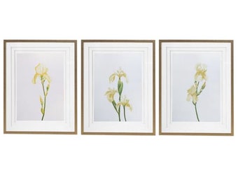 Set of Three Original Watercolour Yellow Irise's