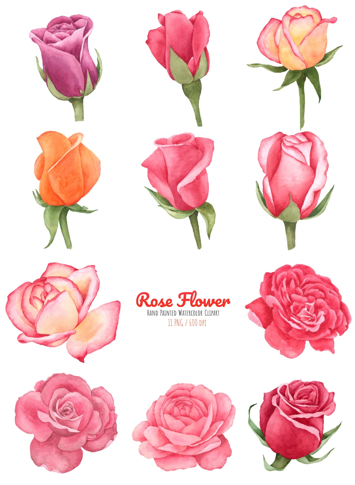 Watercolor Rose Flower Clipart Collectionrose Flower Etsy