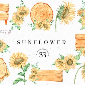 Watercolor Sunflower Clipart: Floral PNG Elements (Instant Download)