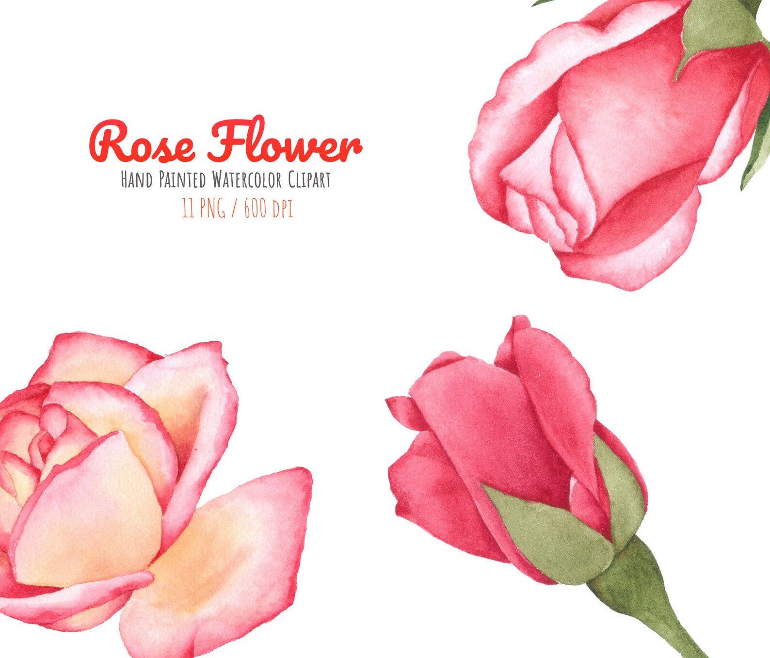 Watercolor Rose Flower Clipart Collectionrose Flower Etsy