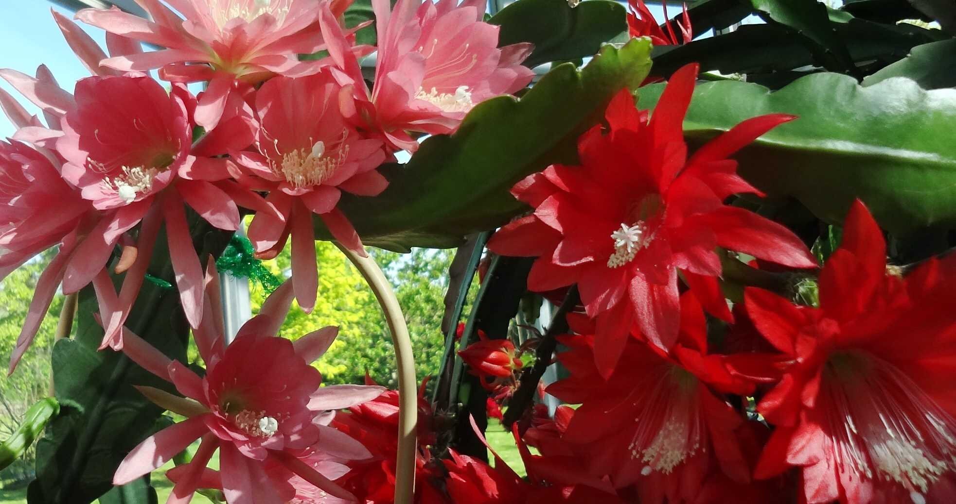thumbnail image 2 of Red Epiphyllum Flower Seeds - 50 Pcs 2 of 14