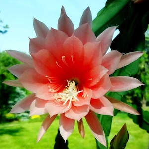 Epiphyllum  &quot;ARGUS&quot;  Orchid Cactus Cuttings