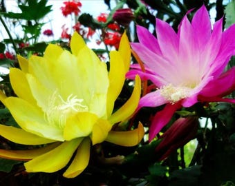 Epiphyllum Collection - Set of 5 Cuttings - Mixed Colors