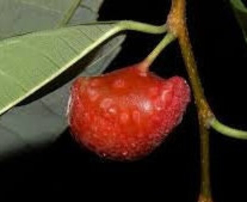 Brosimum Guianense Snakewood Live Plant in 4 Pot Edible Etsy