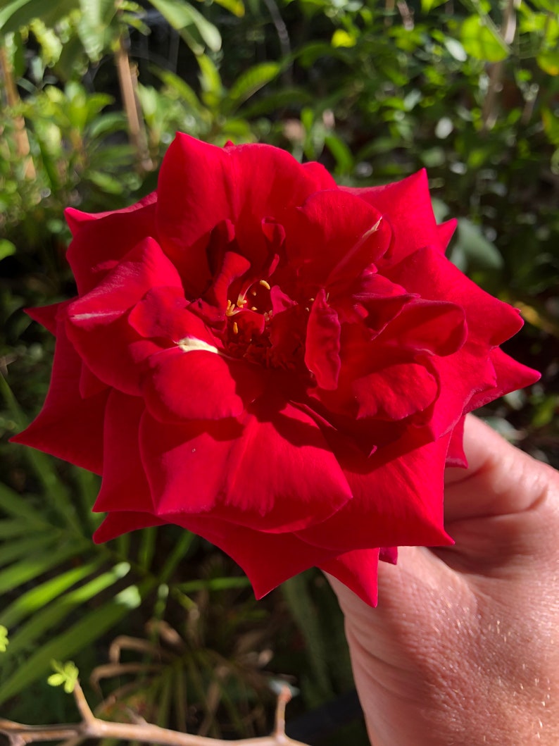 Red Rose Nectar Edible Flower Extract in 2oz Clear Dropper Etsy