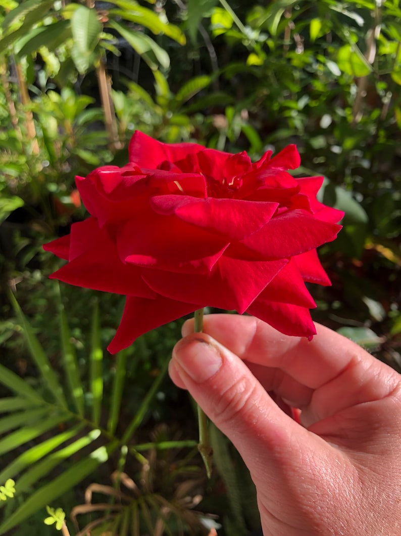 Red Rose Nectar Edible Flower Extract in 2oz Clear Dropper Etsy