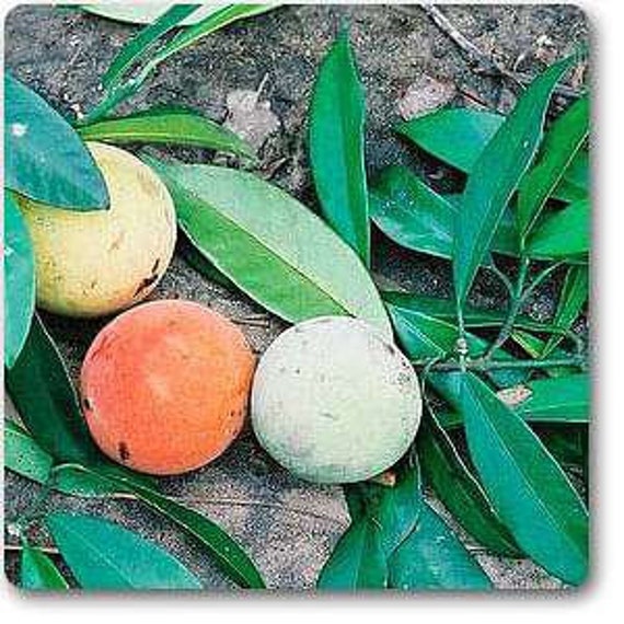 Garcinia Kola Bitter Kola LIVE PLANT Edible Fruit Medicinal Etsy