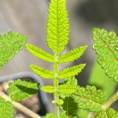 Bursera copallifera LARGE Oaxaca Copal Blanco Medicinal Shamanic Thick Stem Well Rooted Live shops Plant 4” Pot