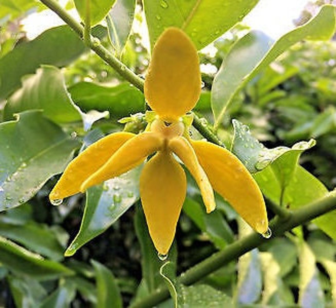 5 Seeds Artabotrys Hexapetalus ylang Ylang Vine' Ultra Etsy
