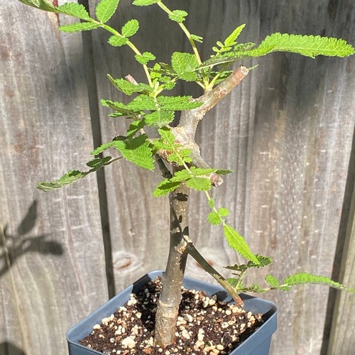 Bursera copallifera LARGE Oaxaca Copal Blanco Medicinal Shamanic Thick Stem Well Rooted Live shops Plant 4” Pot