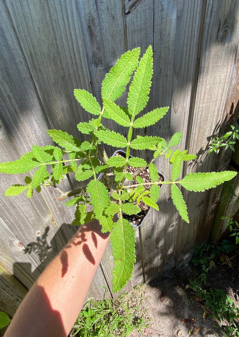 Bursera copallifera LARGE Oaxaca Copal Blanco Medicinal Shamanic Thick Stem Well Rooted Live shops Plant 4” Pot