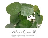 Chinese money plant, faux, Pilea Peperomiode, UFO plant, houseplant, artificial houseplant, fake houseplant, greenery, indoor greenery