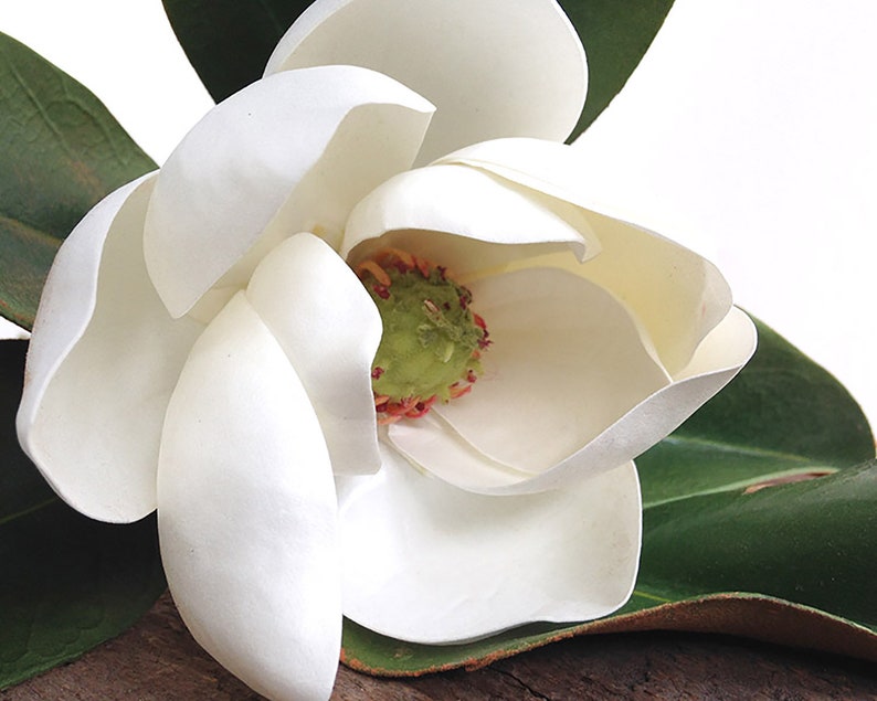 PK ARTIFICIAL WHITE CHRISTMAS ROSE STEMS FLOWERS 100