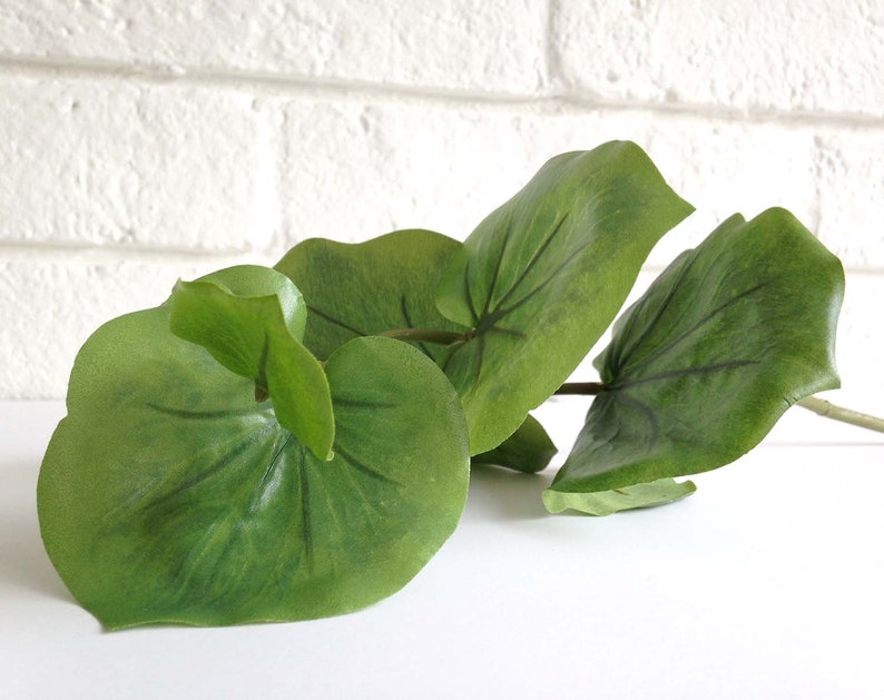 Tropical Plant Stem Amazon Lily Lotus Plant Tropical Etsy