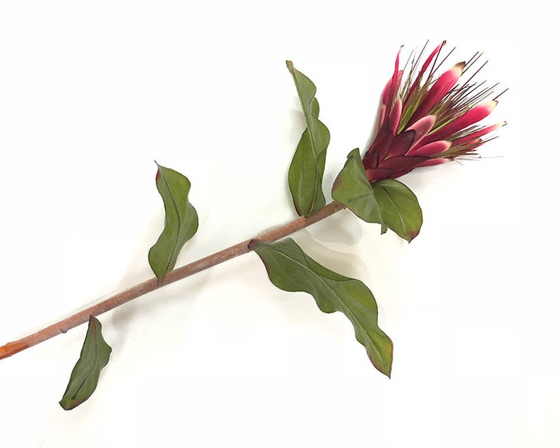 Protea flower burgundy Queen protea protea stem small Etsy