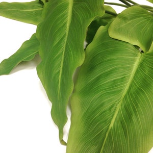 Calla lily, artificial greenery, tropical foliage, tropical leaf, tropical plant, tropical floral, artificial plant, indoor plant image 5