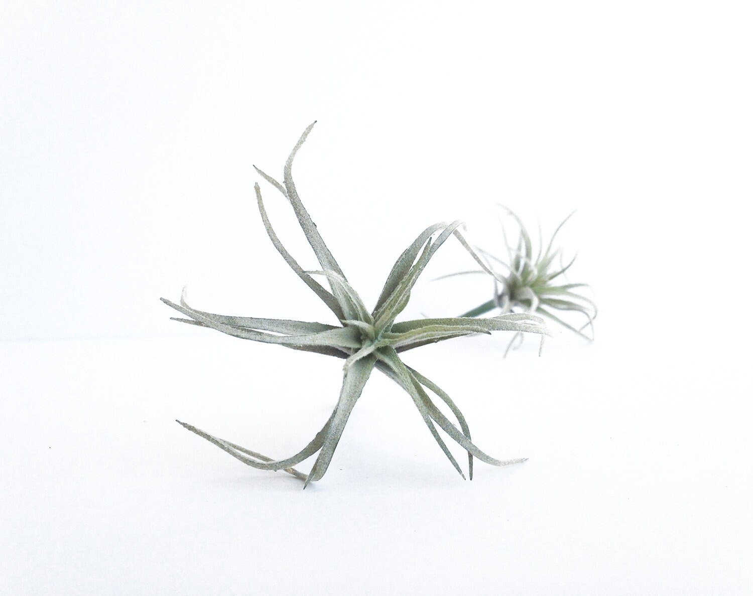 Air plant mini faux air plant tillandsia gray plant Etsy