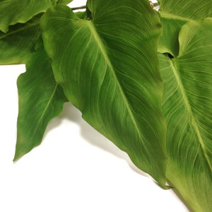 May include: Close-up of vibrant green leaves with prominent veining. The leaves have a smooth texture and are set against a bright white background. The image highlights the natural beauty and detail of the plant's foliage.