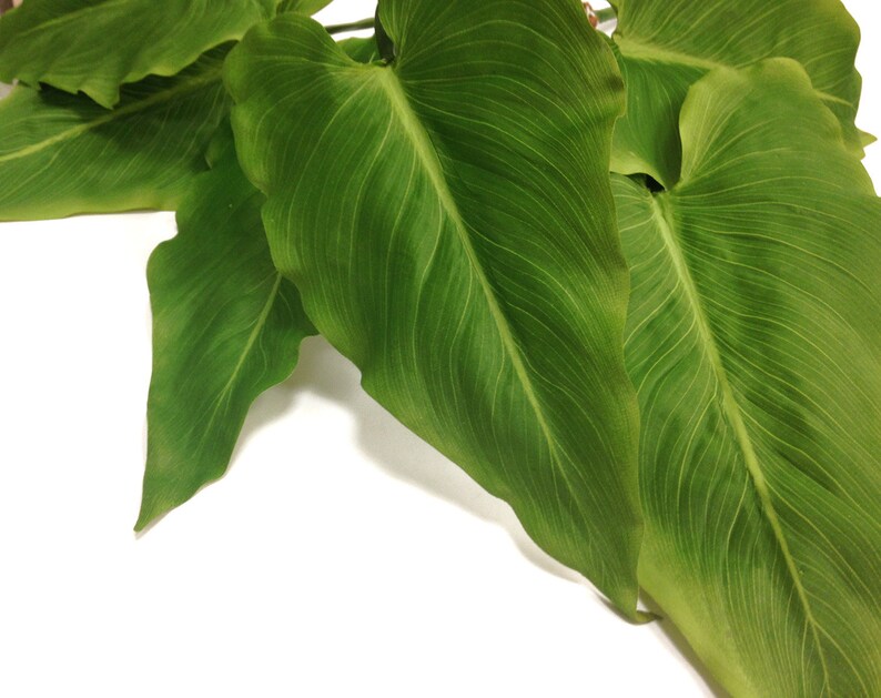 May include: Close-up of vibrant green leaves with prominent veining. The leaves have a smooth texture and are set against a bright white background. The image highlights the natural beauty and detail of the plant's foliage.