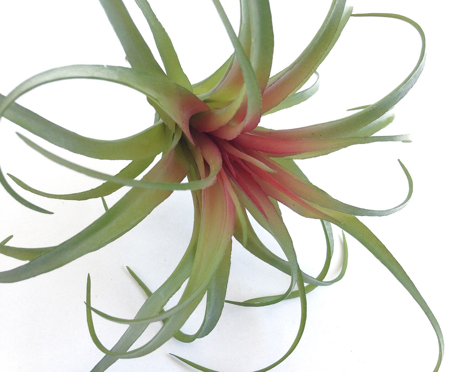 Air plant faux air plant tillandsia red air plant Etsy