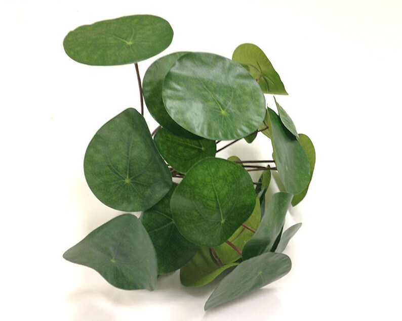 Chinese money plant faux Pilea Peperomiode UFO plant Etsy