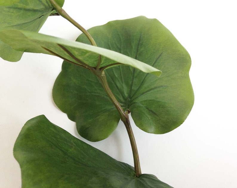 Tropical Plant Stem Amazon Lily Lotus Plant Tropical Etsy