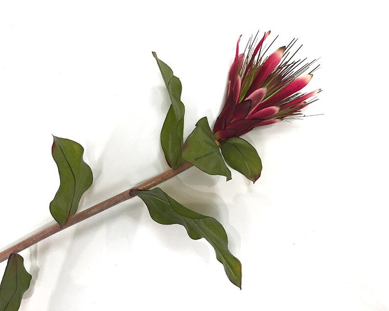 Protea flower burgundy Queen protea protea stem small Etsy